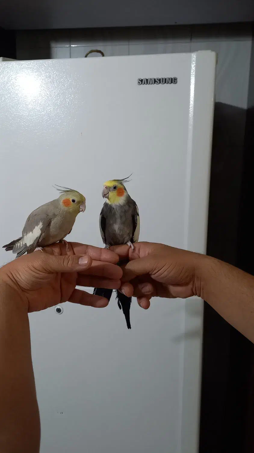 عروس هلندی مولد|پرنده|فردیس, نگارستان|دیوار