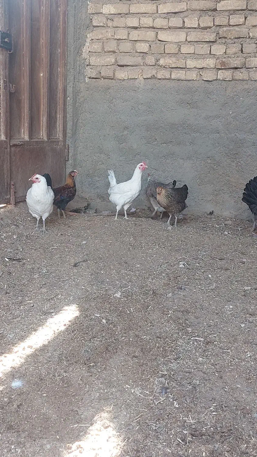 مرغ بومی|حیوانات مزرعه|اصفهان, زاجان|دیوار