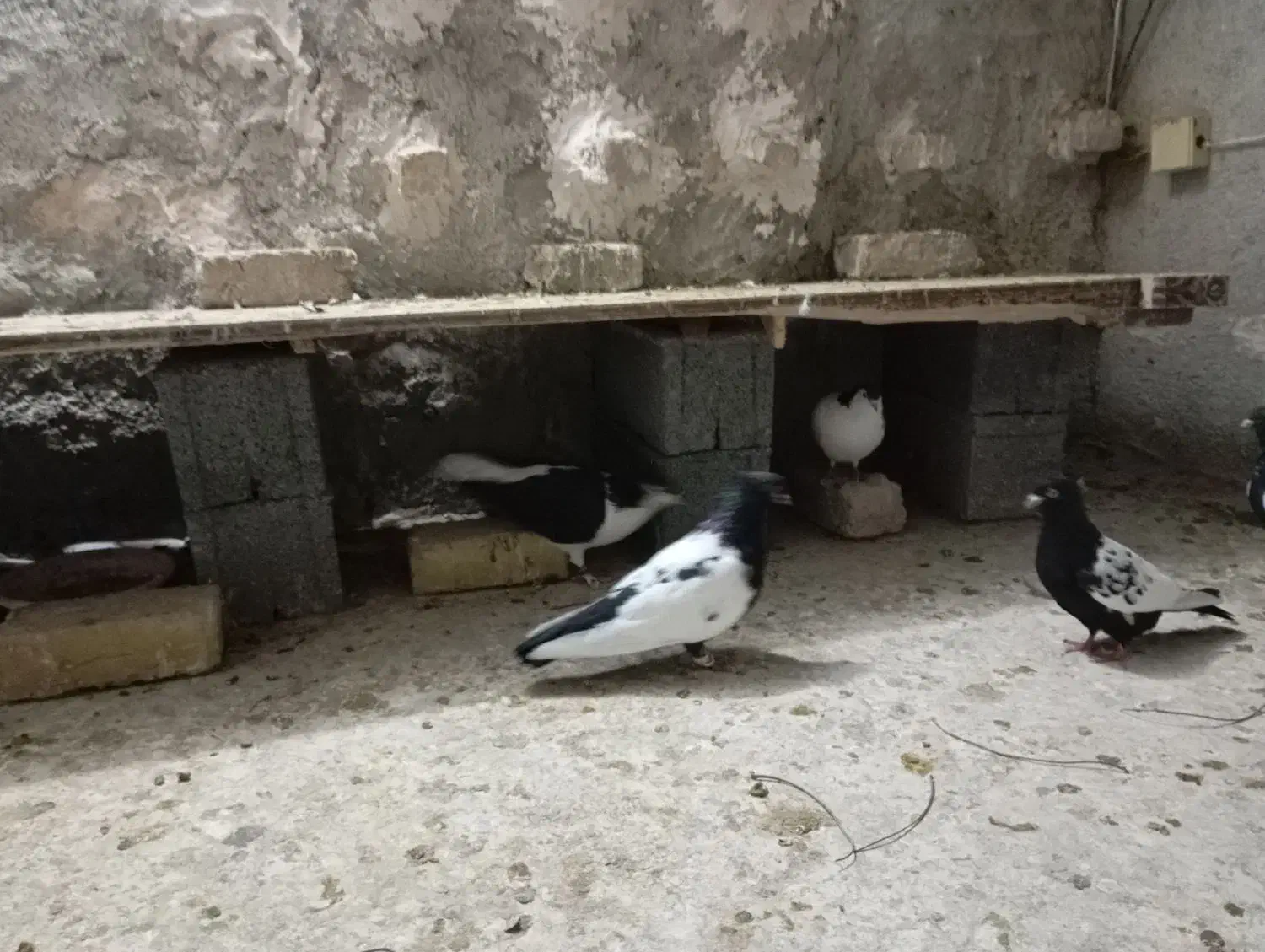 کبوترسینه|پرنده|شیروان (خراسان), |دیوار