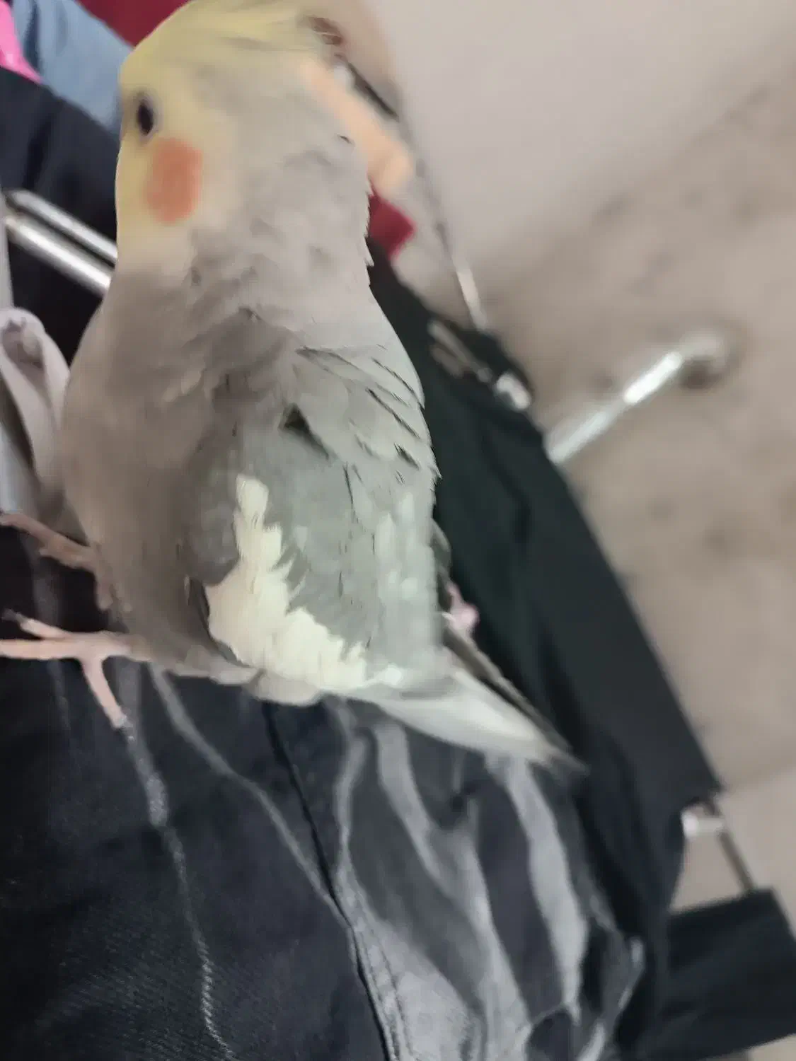 عروس هلندی جفت ومولد|پرنده|تهران, دولاب|دیوار