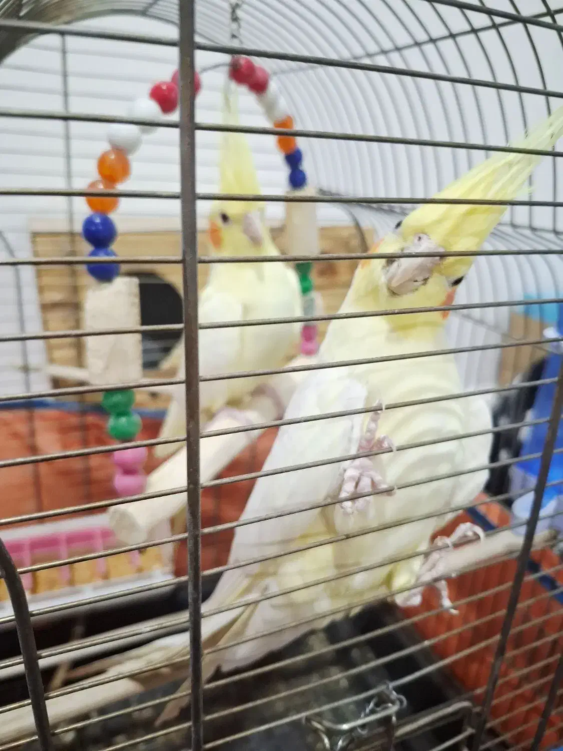 عروس هلندی لوتینو|پرنده|شوش, |دیوار