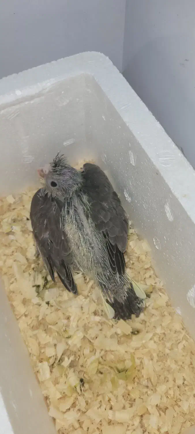 جوجه عروس هلندی|پرنده|قم, باجک یک|دیوار