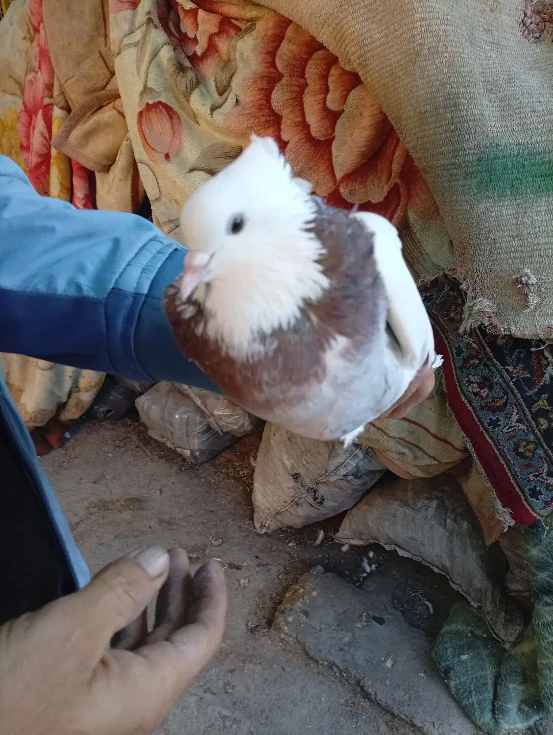 طوقی|پرنده|خرمشهر, |دیوار