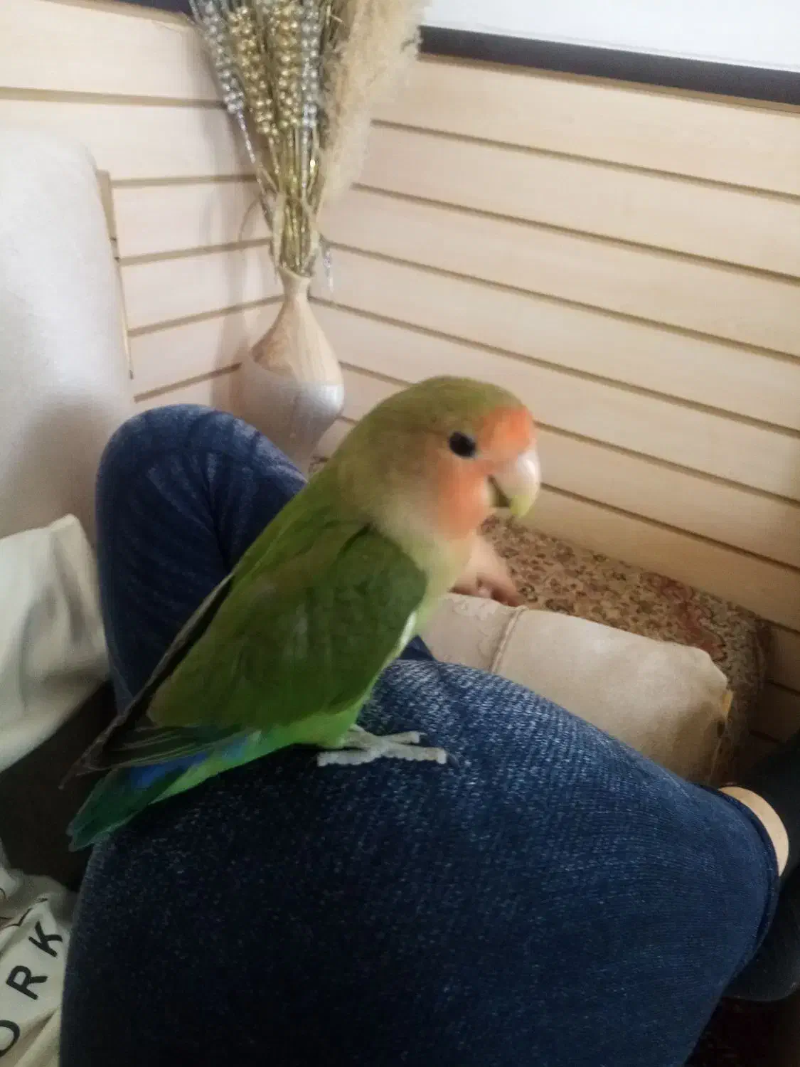 طوطی برزیلی کاملا دستی نر و ماده 11ماه هستن|پرنده|نجف‌آباد, فاز ۲ شهرک آزادگان|دیوار