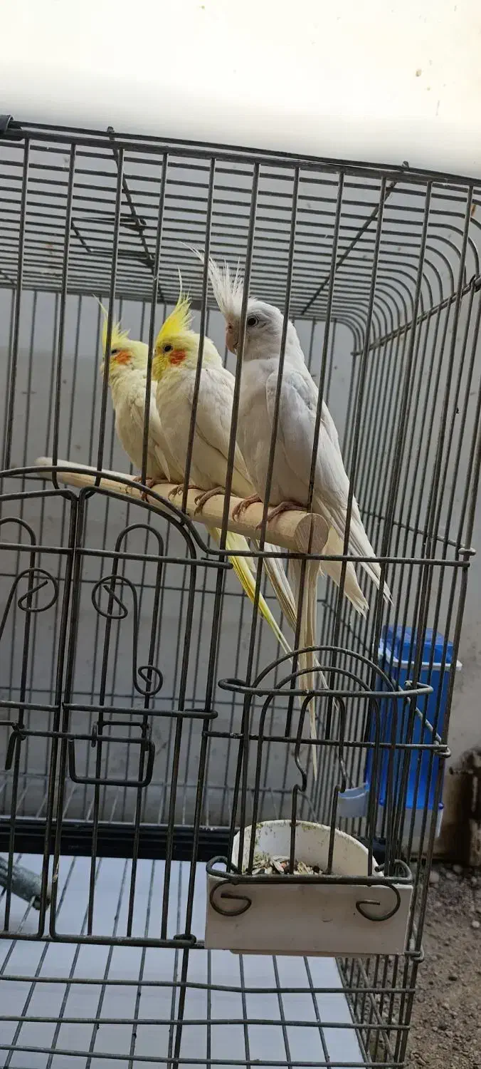 عروس پاریس|پرنده|شادگان, |دیوار