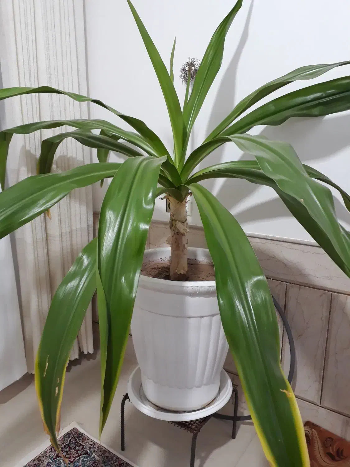 گل موزی بزرگ|گل و گیاه طبیعی|رفسنجان, |دیوار