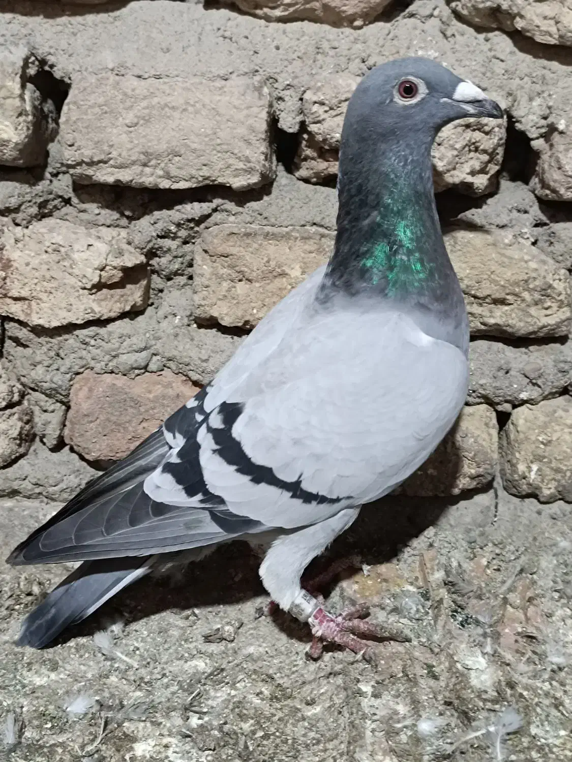 کبوتر آلمانی|پرنده|گنبد کاووس, |دیوار