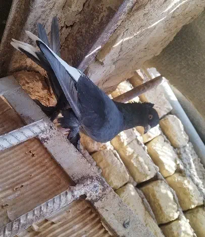 سیاه دم سفید نر|پرنده|فسا, |دیوار