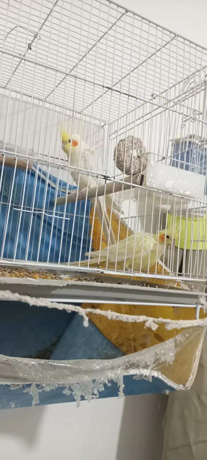 عروس هلندی|پرنده|چناران, |دیوار