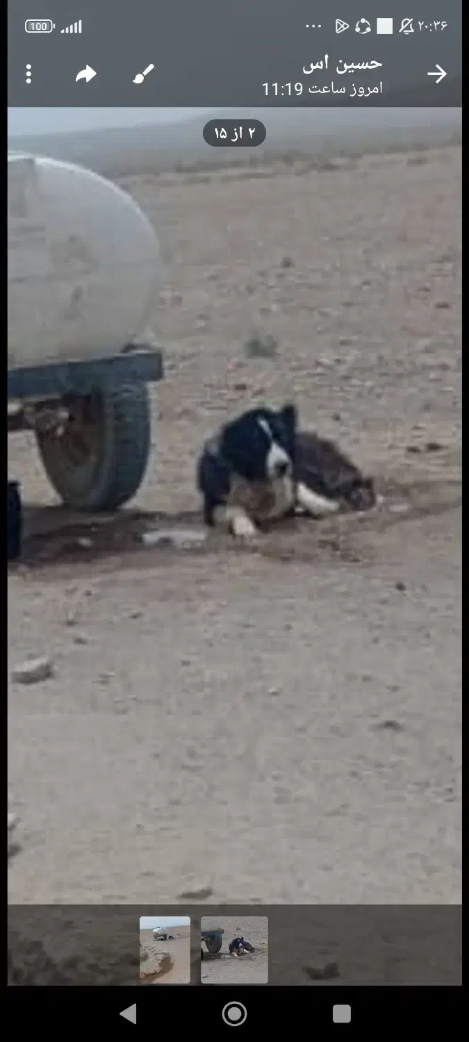 گمشده سگ گله|سگ|رفسنجان, |دیوار