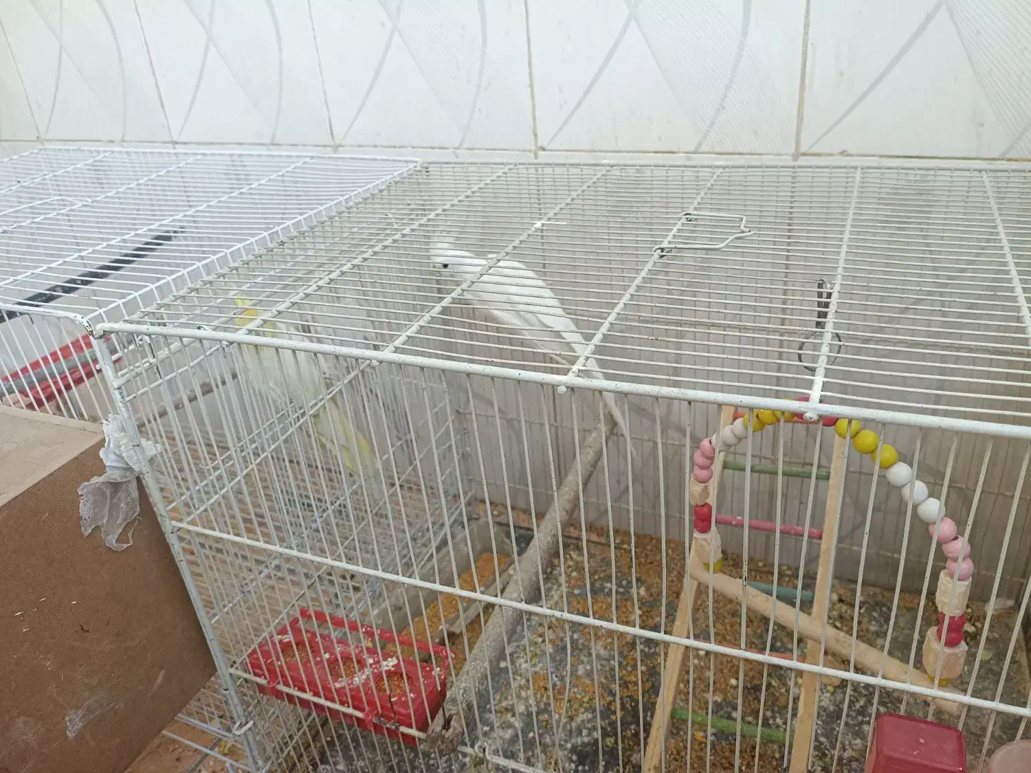 طوطی عروس|پرنده|چهارباغ, |دیوار