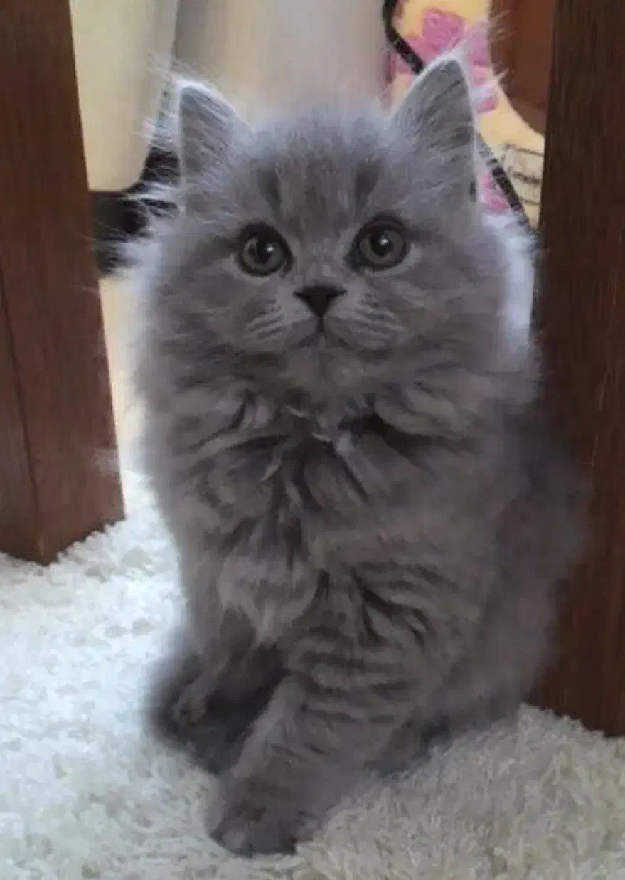 پرشین بلو بریتیش لانگ هیر بلو گربه|گربه|تبریز, |دیوار