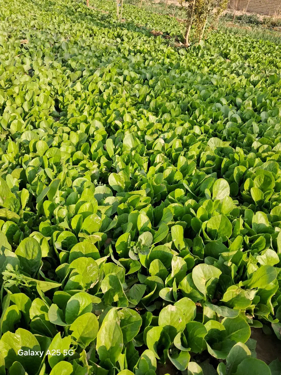 نشاع کاهو رسمی|خدمات باغبانی و درختکاری|جوادآباد, |دیوار