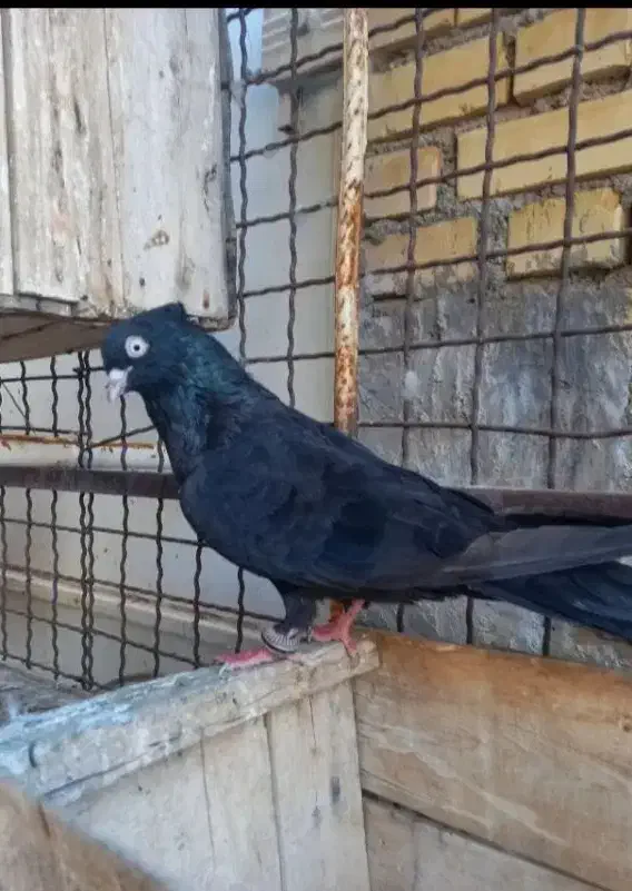 کبوتر طوقی درجه یک|پرنده|فردیس, شهرک ناز|دیوار