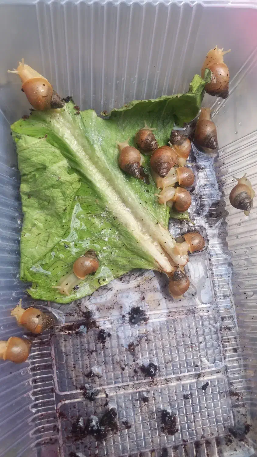 حلزون|خزنده|کرمانشاه, |دیوار