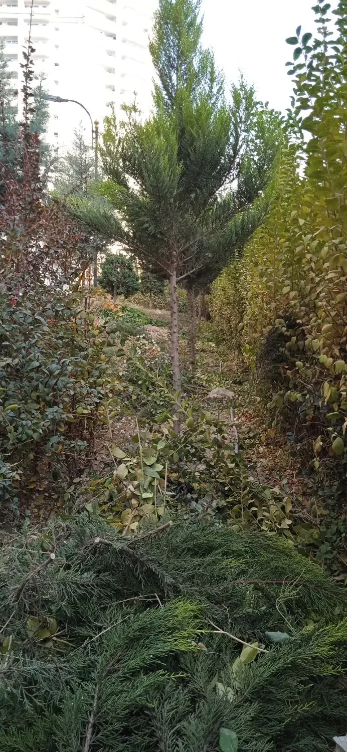 خدمات باغبانی وفضای سبز|خدمات باغبانی و درختکاری|باغستان, |دیوار