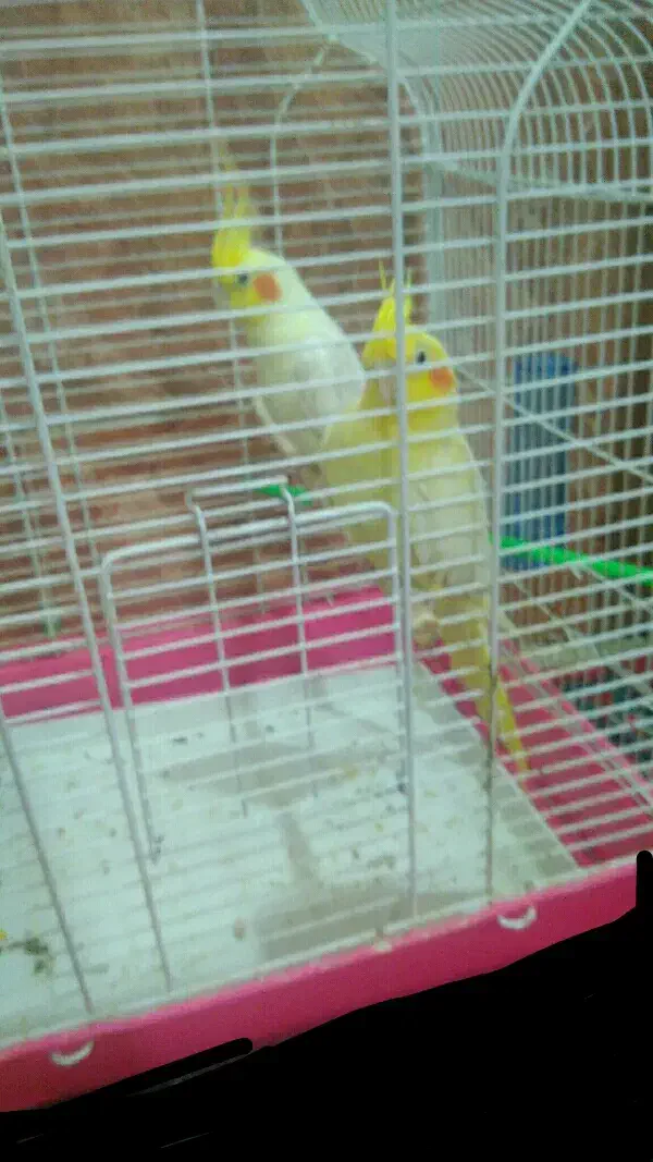 واگذاری رایگان عروس هلندی قبول میکنم|پرنده|بندر گناوه, |دیوار