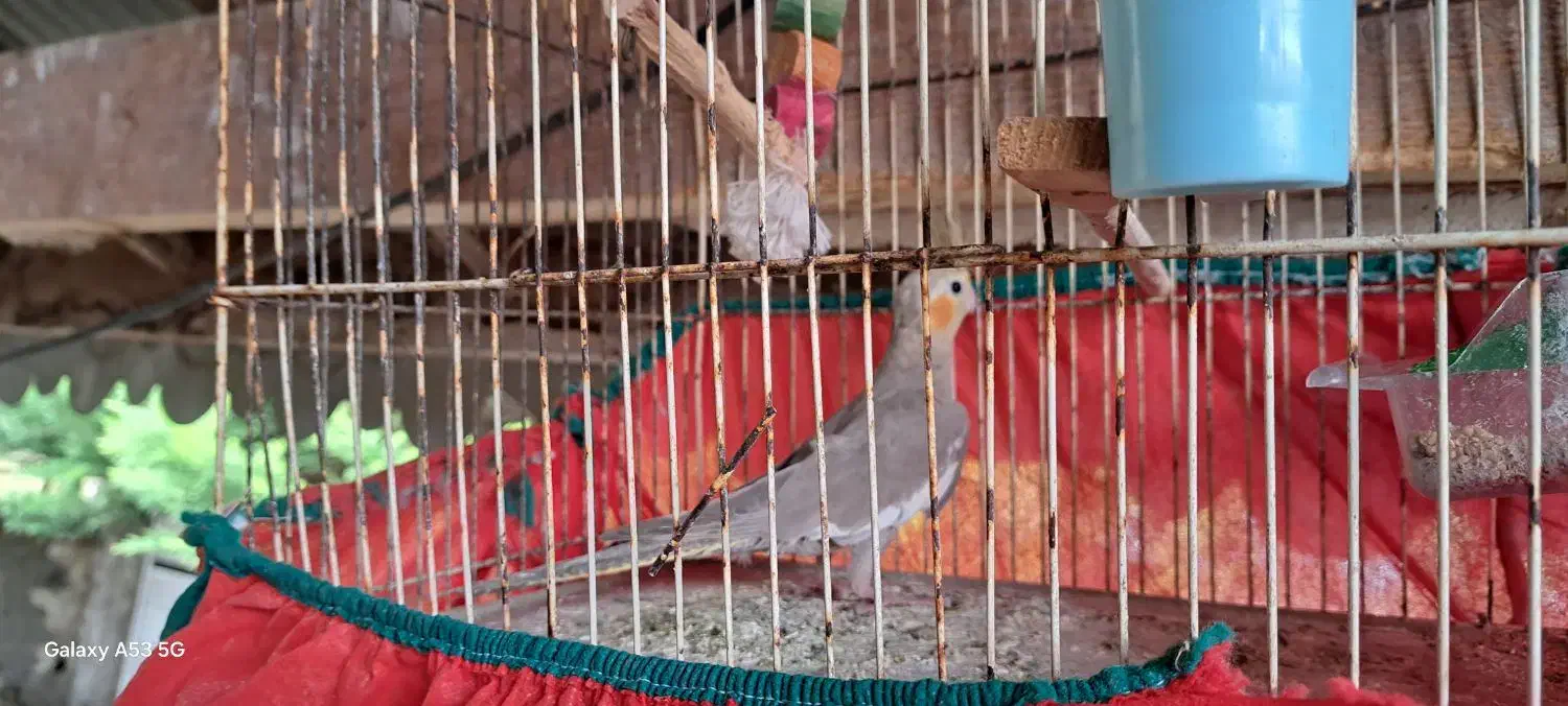 عروس هلندی|پرنده|رشت, فخب|دیوار