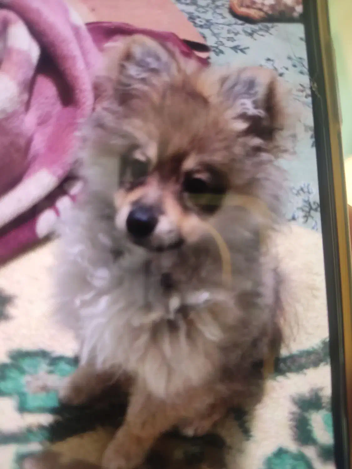 سگ دزدیده شده|حیوانات|بجنورد, |دیوار