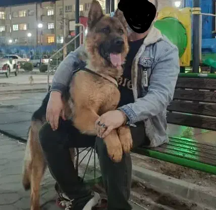 سگ ژرمن شپرد شوالین|سگ|تبریز, |دیوار