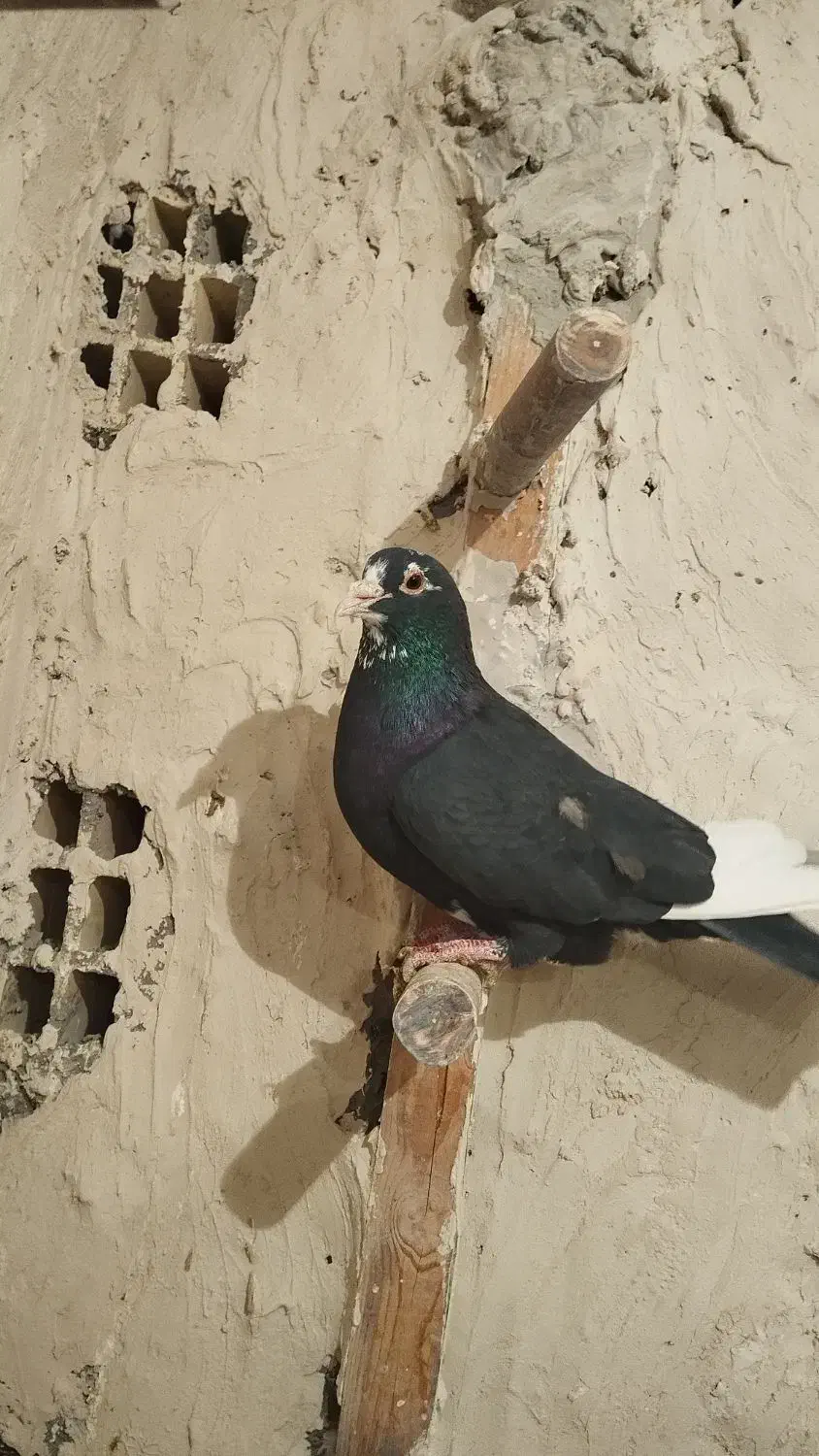 پلنگ سیاه|پرنده|زاهدان, |دیوار