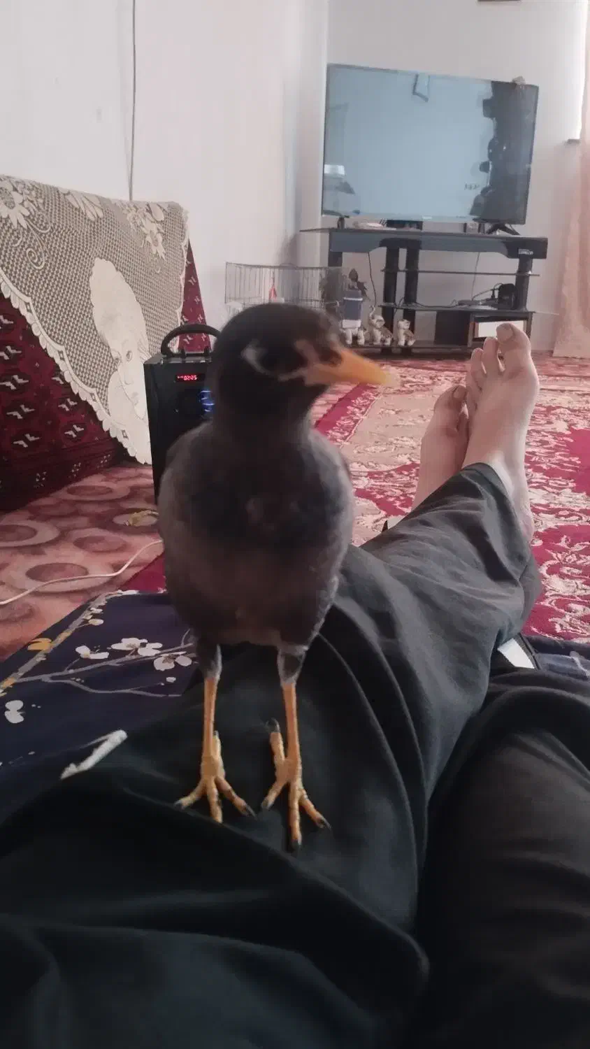 مینا بالق شده چند کمله هم صحبت میکنه|پرنده|گالیکش, |دیوار