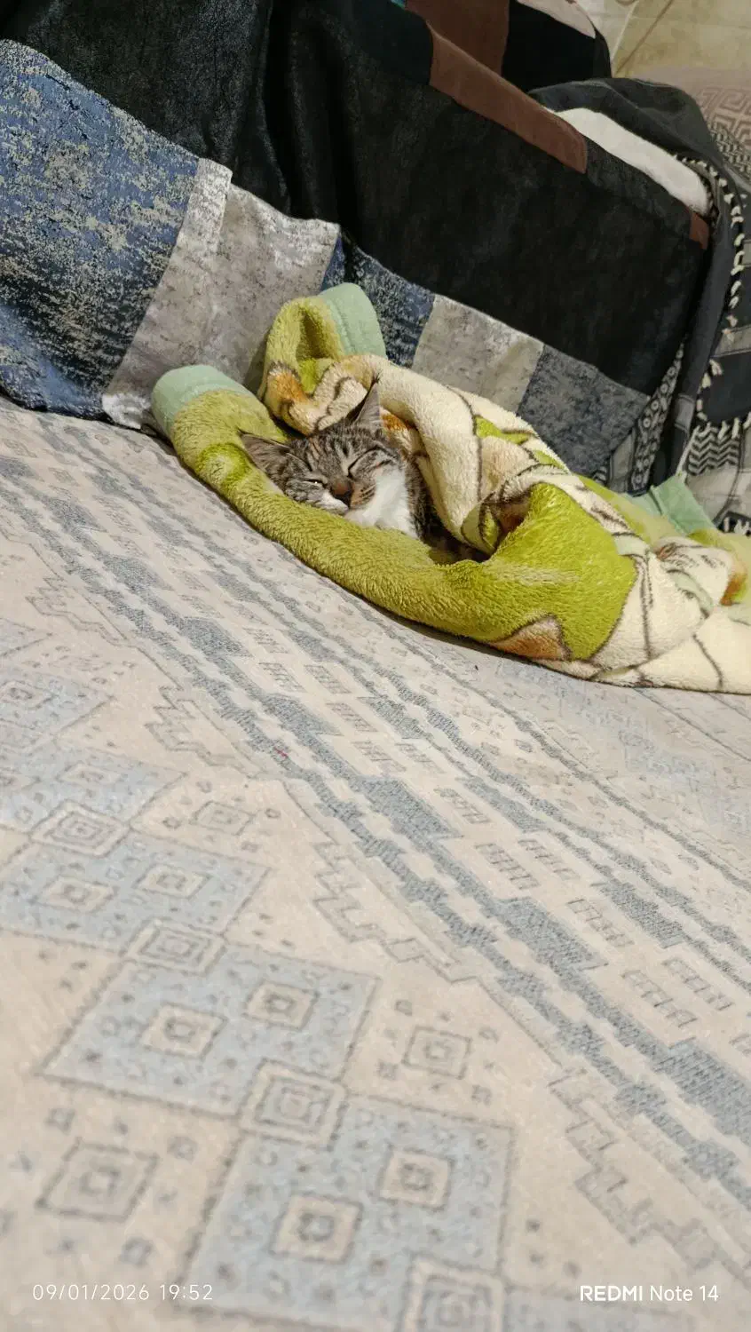 گربه پلنگی خانگی قیمت توافقی|گربه|بجنورد, |دیوار