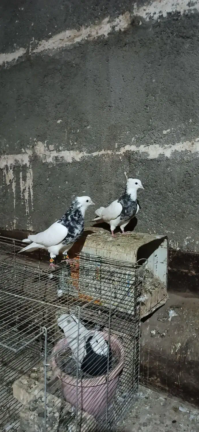 کفتر جفتگاه رنگه و المانی و هفترنگ|پرنده|مشهد, سرافرازان|دیوار