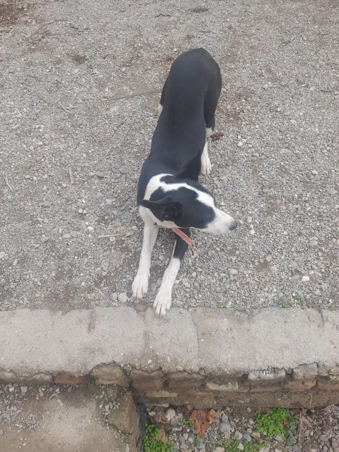 میکس پیتبول و هاسکی|سگ|گنبد کاووس, |دیوار