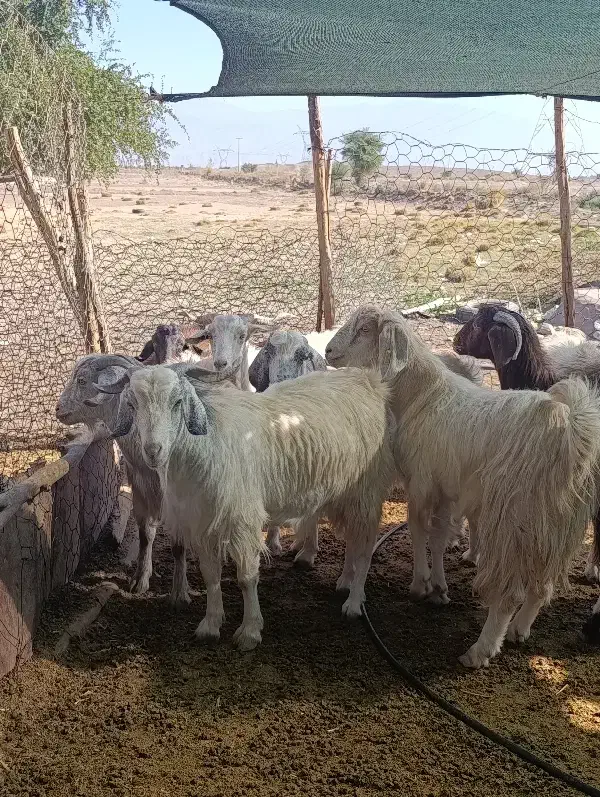 10راس چپش|حیوانات مزرعه|جیرفت, |دیوار