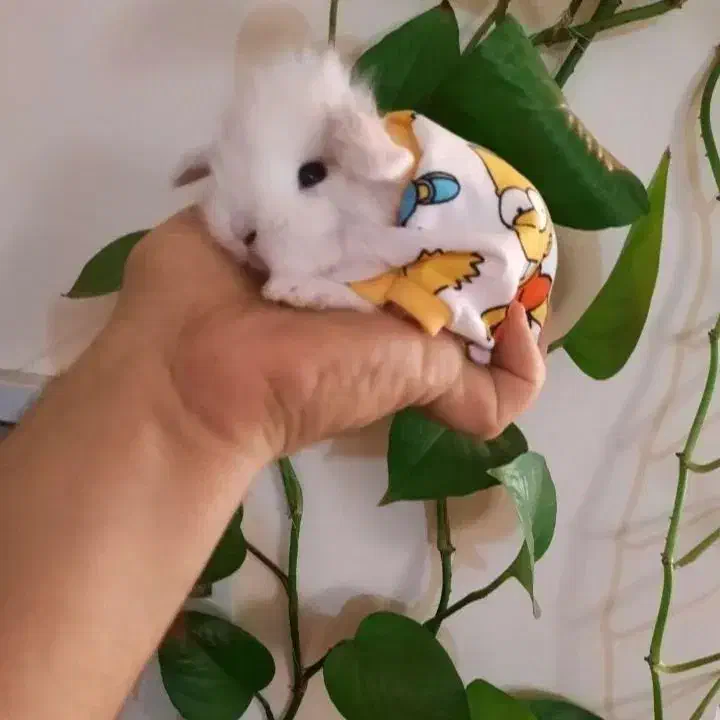 خرگوش لوپ مینیاتوری|موش و خرگوش|بروجرد, |دیوار