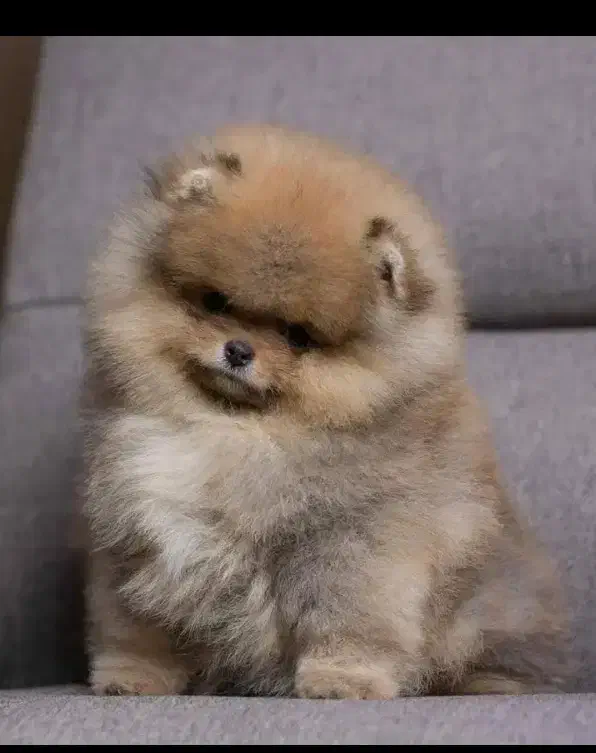 پامرآنین کیفیت فضایی|سگ|مشهد, وکیلآباد|دیوار