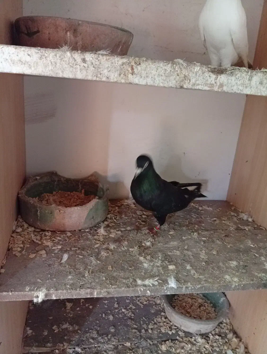 کبوتر زاغ نر|پرنده|رشت, کوی حسینی|دیوار