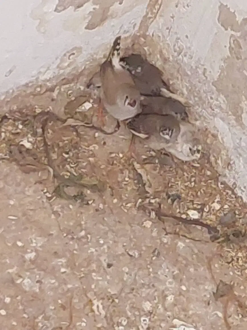 فنج|پرنده|قزوین, |دیوار