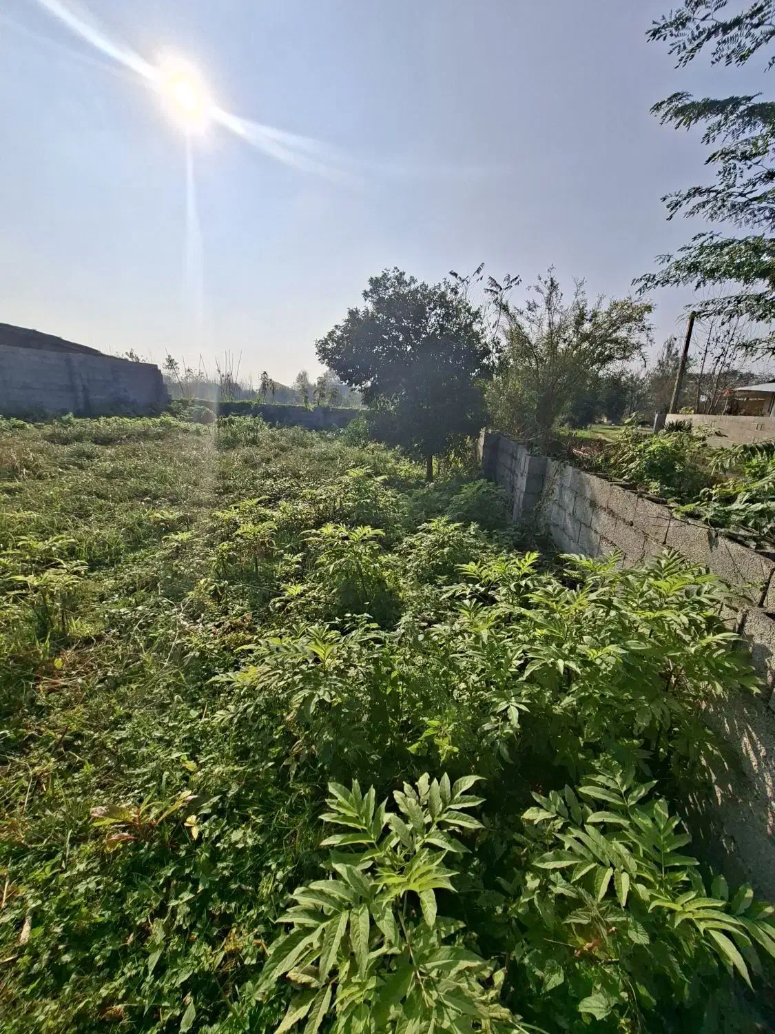 ۲۹۰متر دور محصور شده بادپروانه ساخت در ندامان|فروش زمین و ملک کلنگی|گوراب زرمیخ, |دیوار