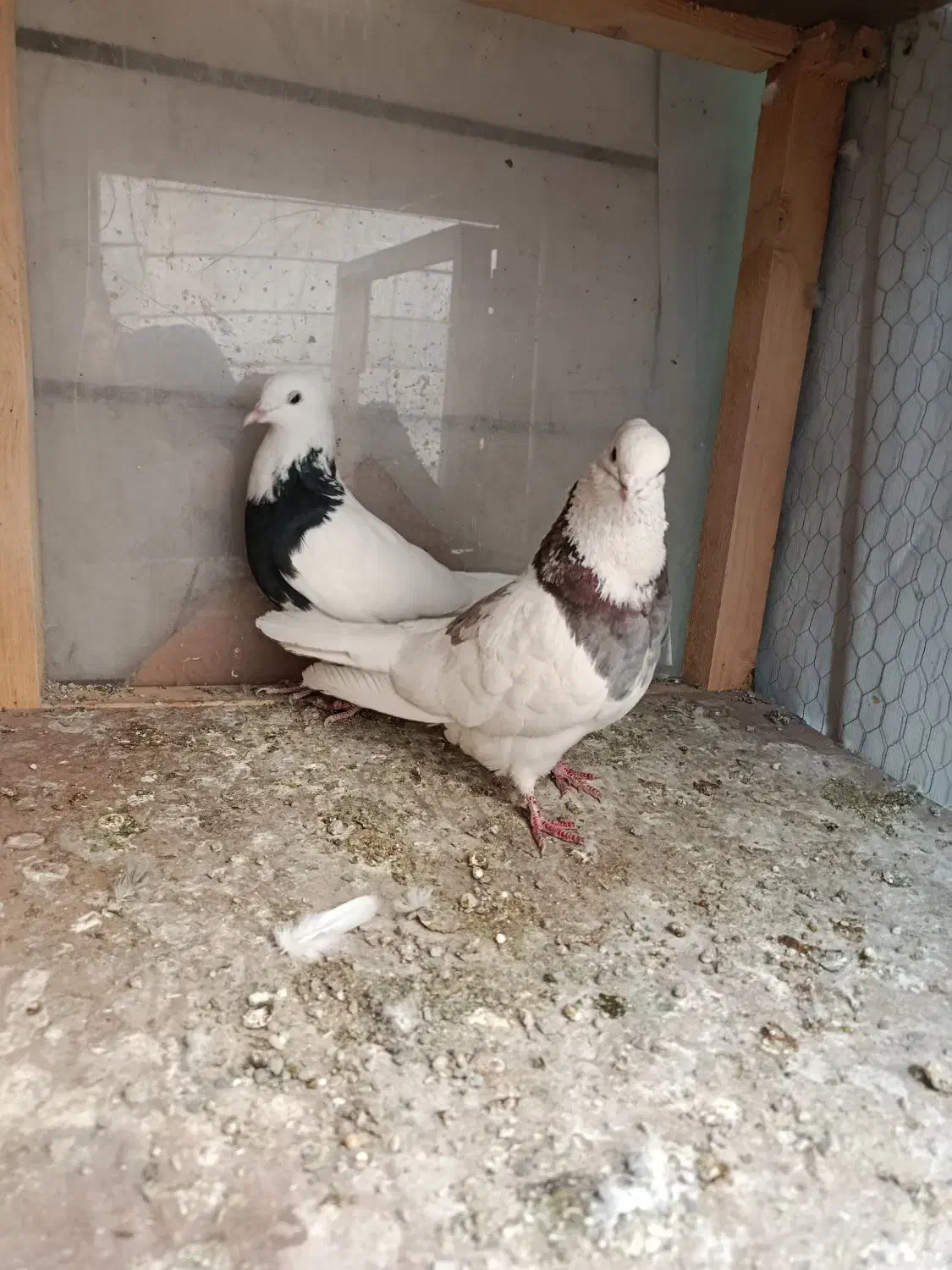 کبوتر طوقی|پرنده|تهران, هاشمی|دیوار