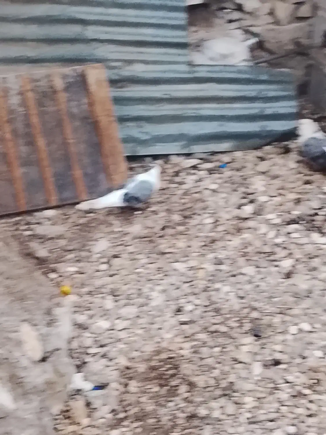 کبوتر دوکت|پرنده|خورموج, |دیوار