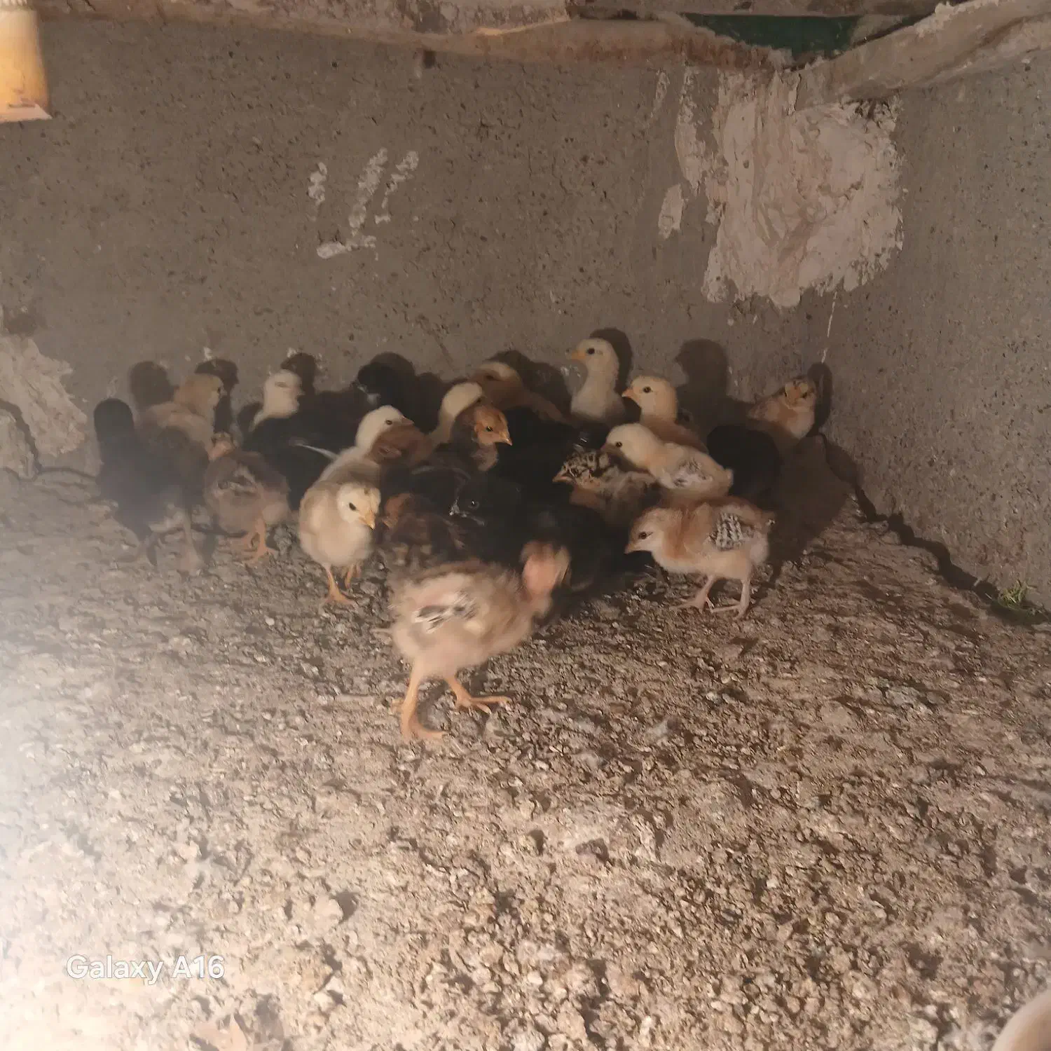 جوجه محلی(سیستانی)|حیوانات مزرعه|زابل, |دیوار