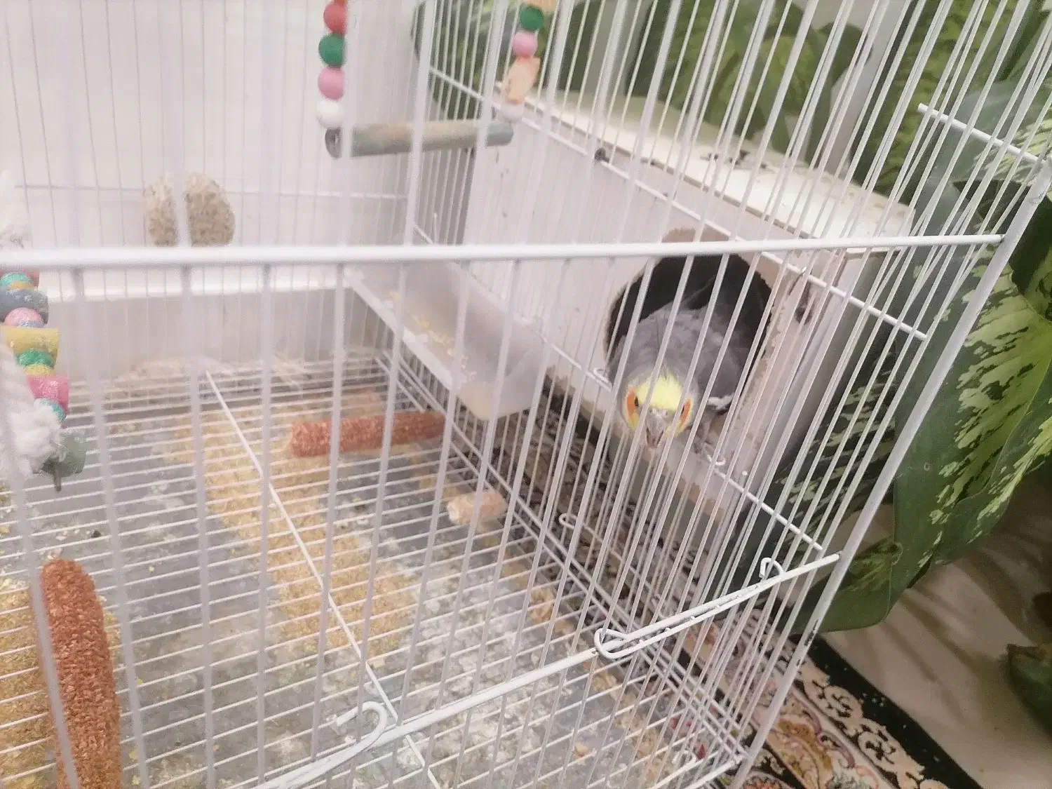 عروسس هلندیی . جفت|پرنده|چناران, |دیوار