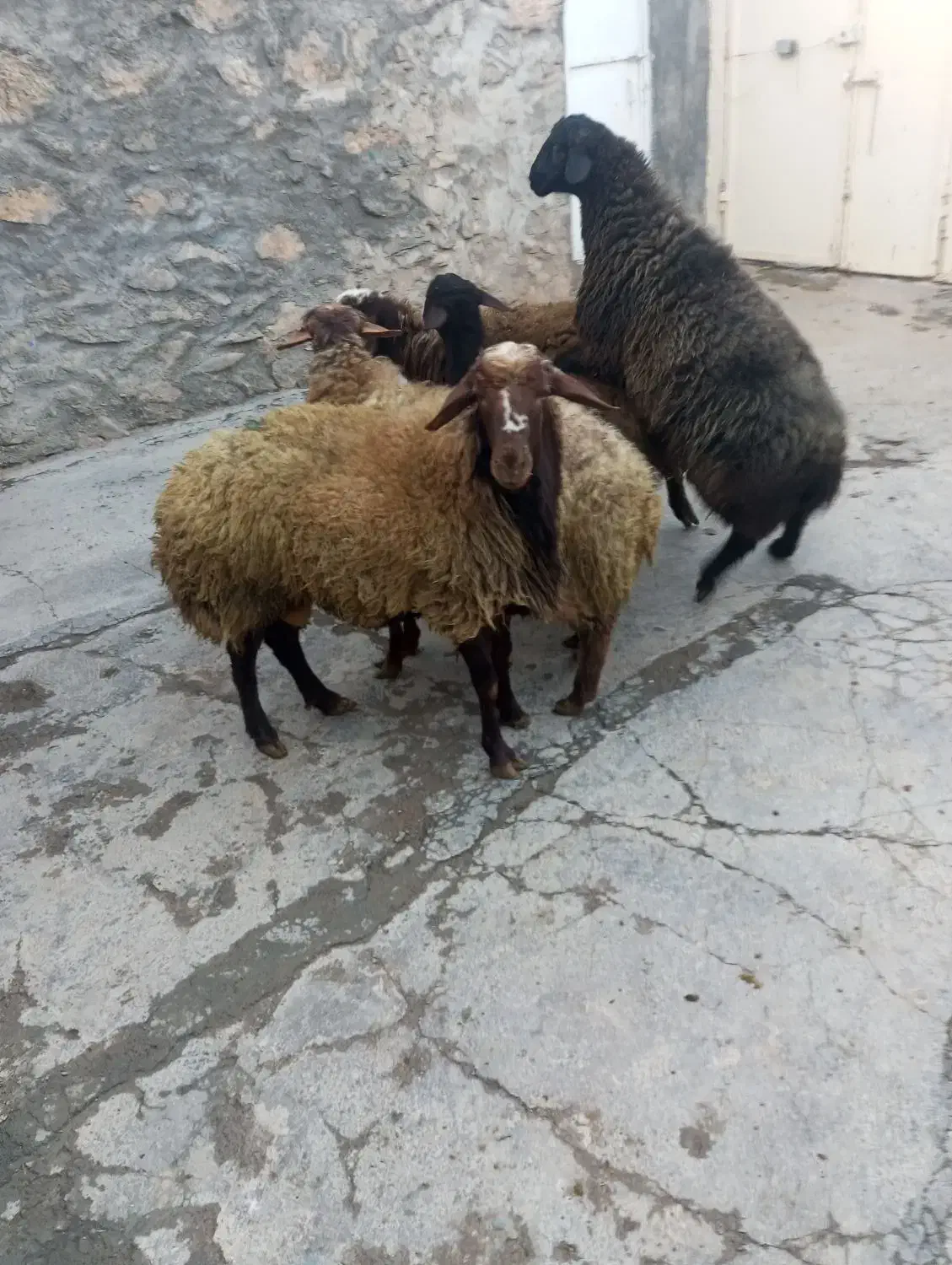 کاور گوشتی|حیوانات مزرعه|دهگلان, |دیوار