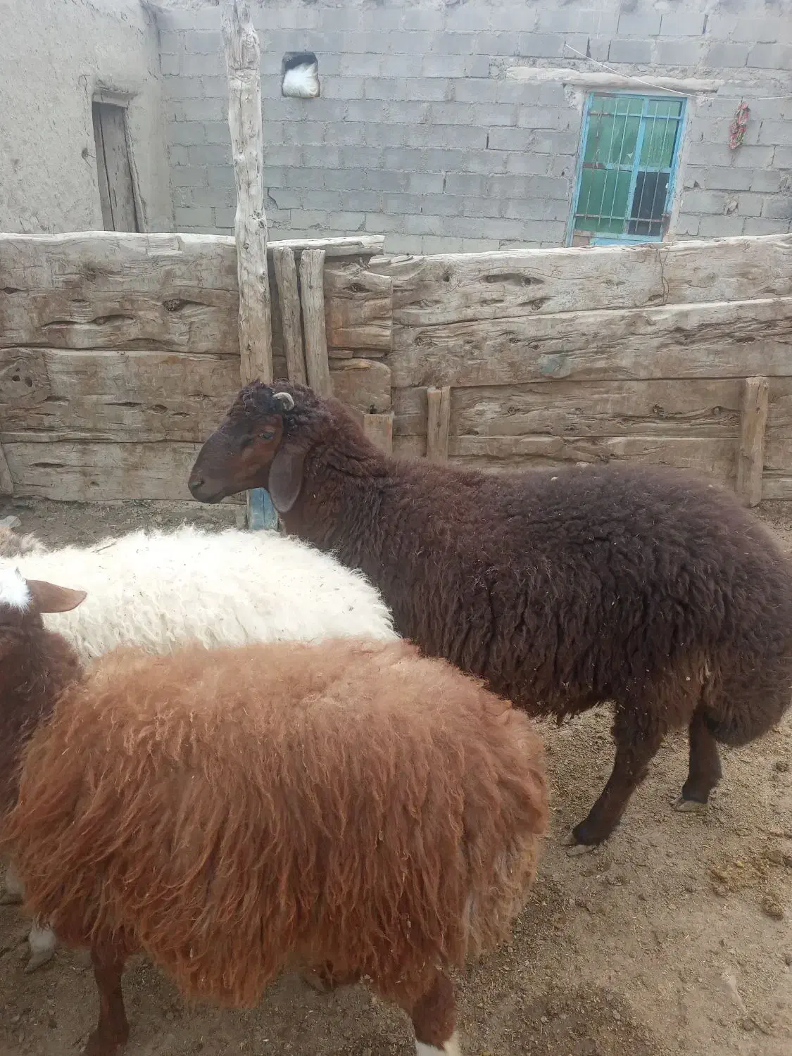 شیشک قوچ|حیوانات مزرعه|راز وجرگلان, |دیوار