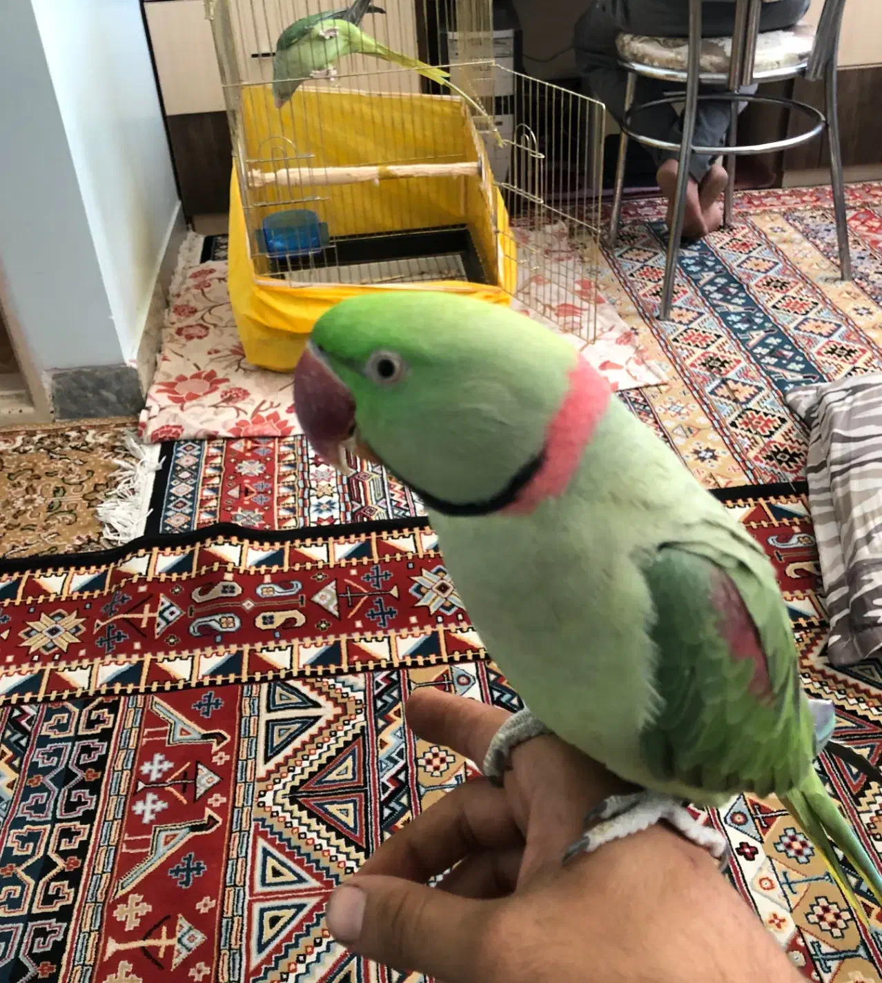 شاه طوطی|پرنده|ساوه, |دیوار