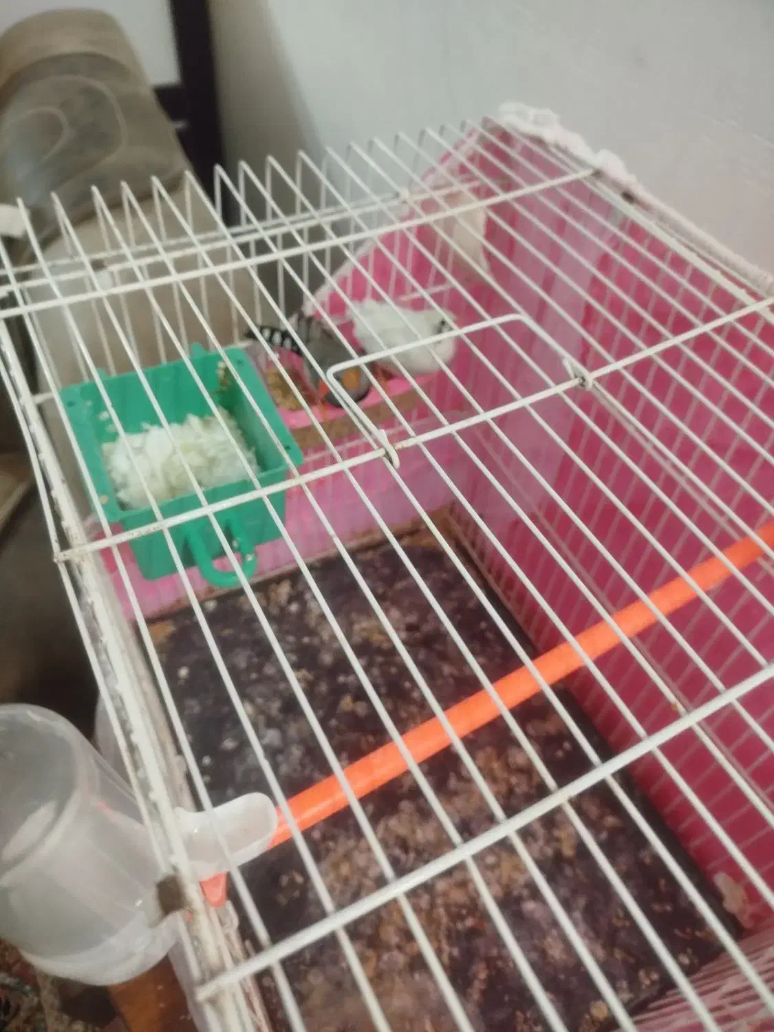 یک جفت فنچ به همراه یک تخم|پرنده|چناران, |دیوار