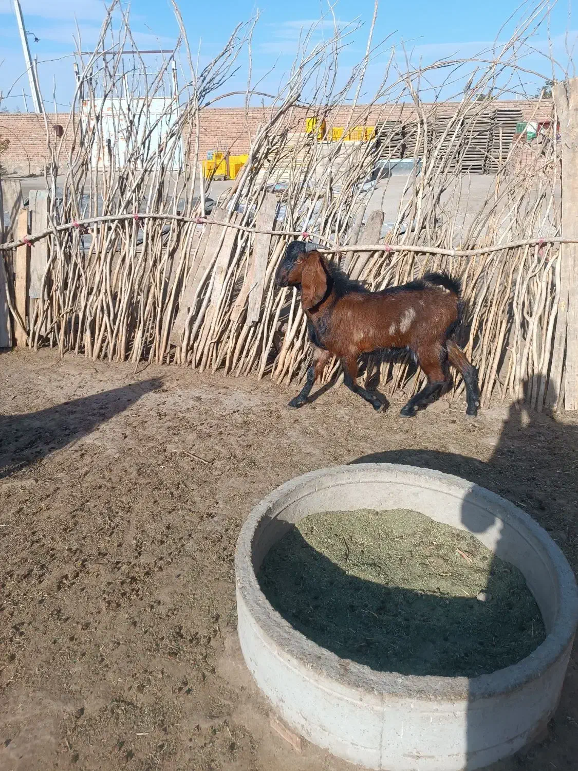 بزغاله نر|حیوانات مزرعه|چهاربرج, |دیوار