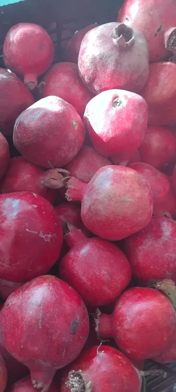 انار ابگیری|خوردنی و آشامیدنی|قم, آزادگان|دیوار