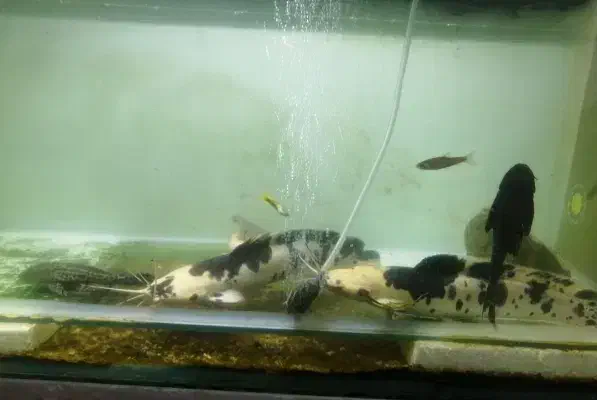 کت افریقای 30 سانتی 2تا معاوضه گوپی گیاه|ماهی|قرچک, مهدیه|دیوار