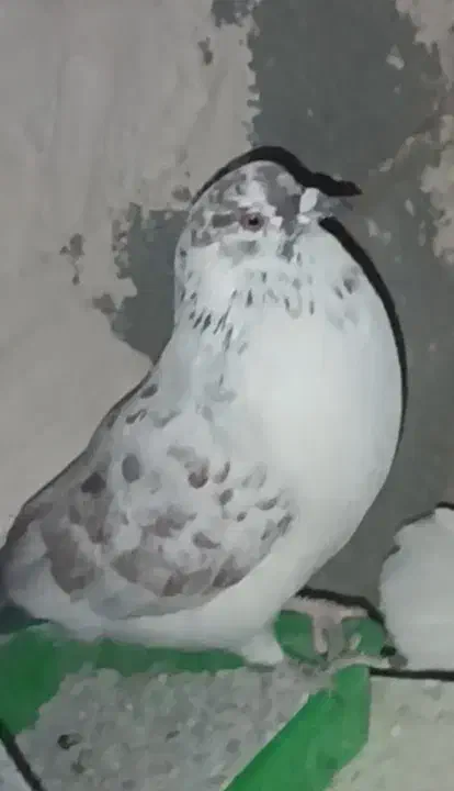 کفتر گم شده|حیوانات|محمدشهر, یزدیها|دیوار