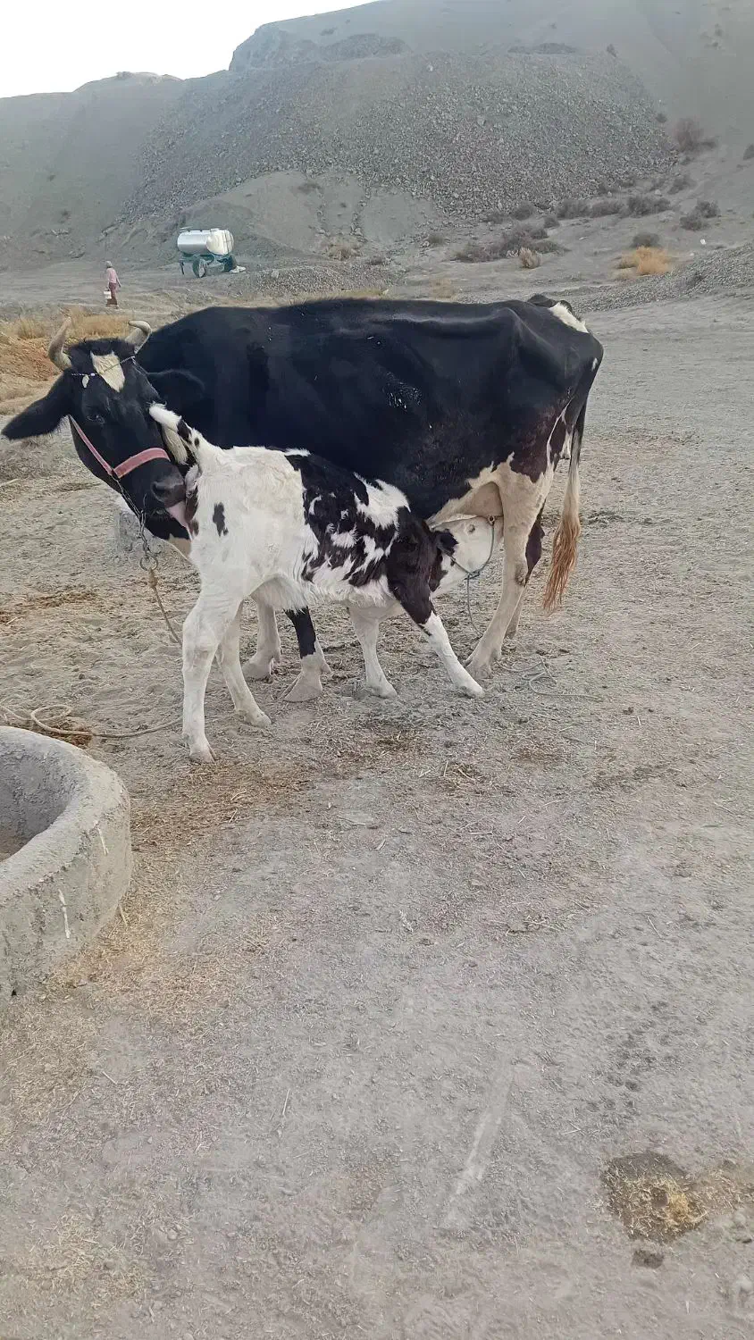 گاو شکم‌سوم|حیوانات مزرعه|مانه, |دیوار