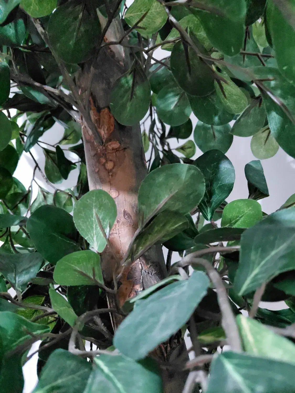 درخت تزئینی|گل مصنوعی|پلدختر, |دیوار