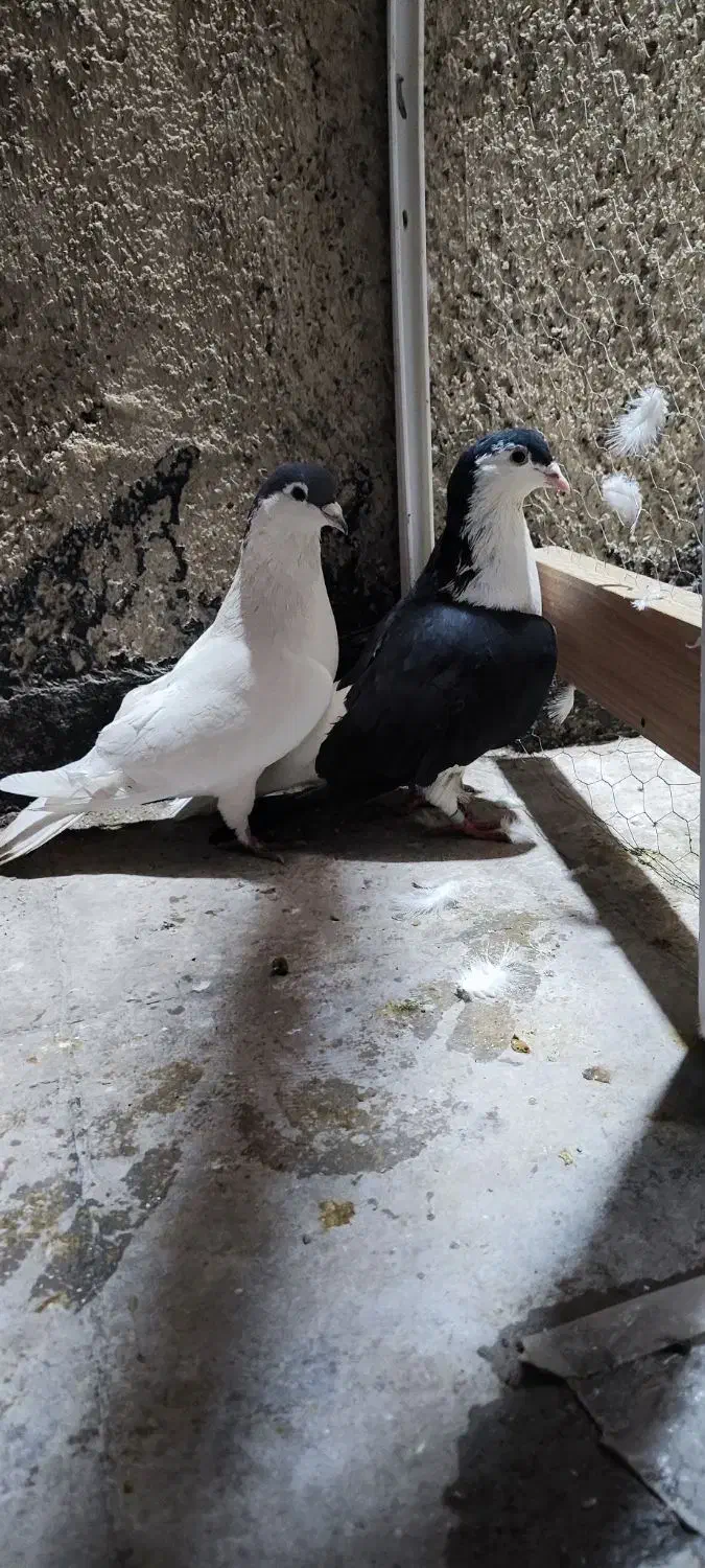 یجفت کفتر افغانی|پرنده|پاکدشت, پاکدشت (مامازند)|دیوار